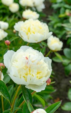 Paeonia Lancaster Imperial 3.5 Litre