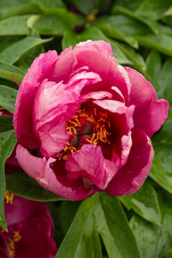 Paeonia Luoyang Hong 5.5 Litre