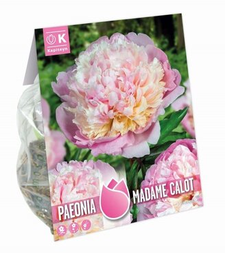 Paeonia Madame Calot