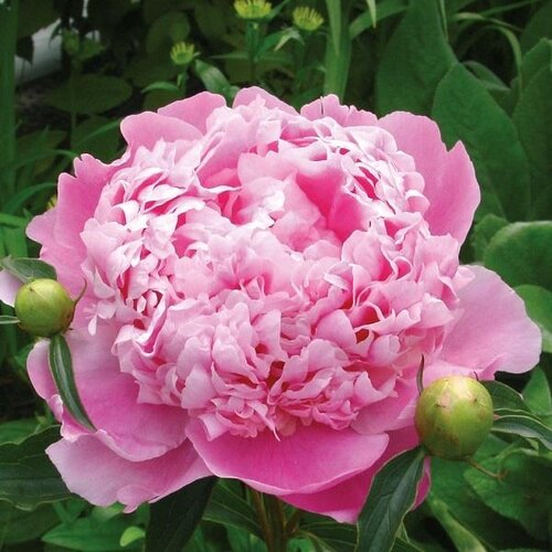 Paeonia Madame Emile Debatene 3.5 Litre