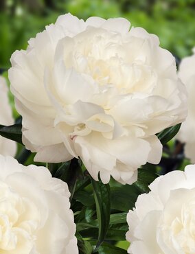 Paeonia Marie Lemoine 3.5 Litre