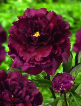 Paeonia Mo Run Jue Lun 5.5 Litre