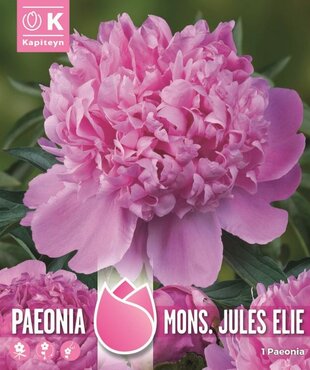 Paeonia Mons Jules Elie