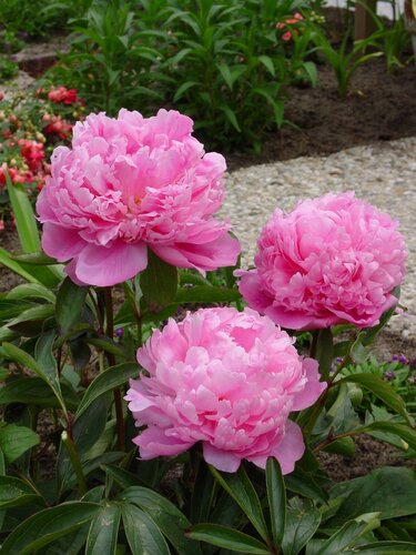 Paeonia Monsieur Jules Elie 3.5 Litre