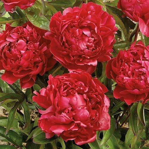 Paeonia Monsieur Martin Cahuzac 3.5 Litre