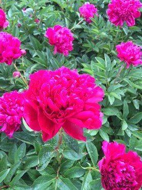 Paeonia Mother's Best 3.5 Litre