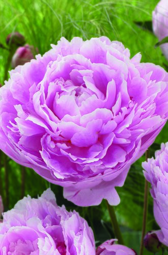 Paeonia Sarah Bernardt Giant Bulb