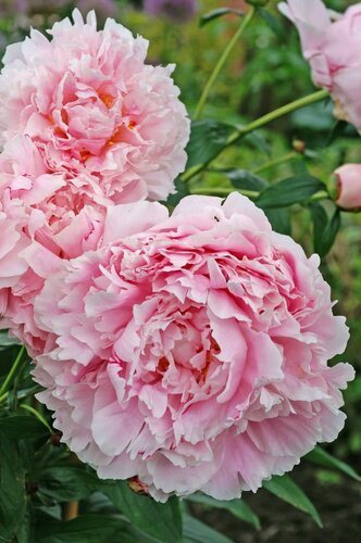 Paeonia Sarah Bernhardt 3.5 Litre