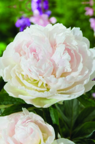 Paeonia Shirley Temple Giant Bulb
