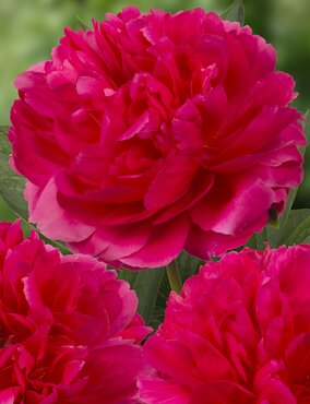 Paeonia Velvet Candy 3.5 Litre