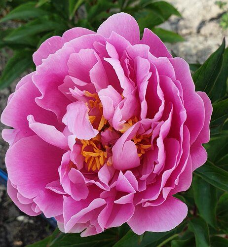 Paeonia Yin Hong Qiao Dui 5.5 Litre
