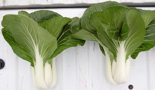 Pak Choi 6 Pack