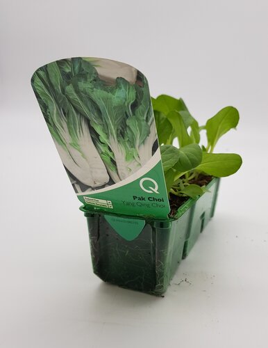 Pak Choi White Pack