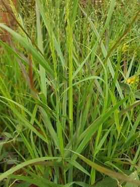 Panicum Heavy Metal 2 Litre