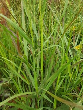 Panicum Heavy Metal 4.6 Litre