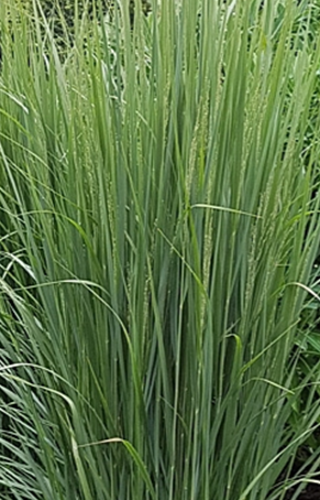 Panicum Northwind 3 Litre