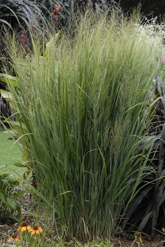 Panicum virgatum 'Northwind' 4.6 Litre