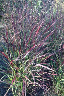 Panicum Oxblood Autumn 3 Litre