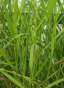 Panicum Shenandoah 2 Litre