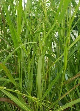 Panicum Shenandoah 3 Litre
