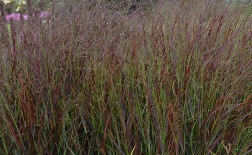 Panicum Squaw 4.6 Litre