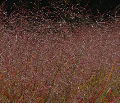 Panicum Squaw 4.6 Litre