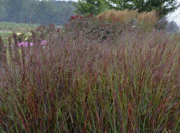 Panicum Virgatum Hot Rod 3 Litre