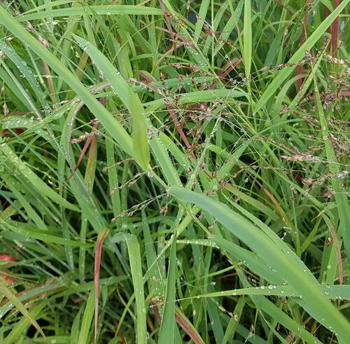 Panicum Virgatum Warrior 3 Litre