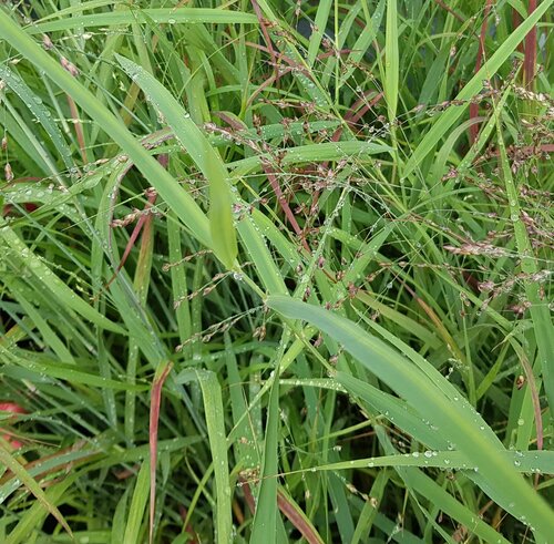 Panicum Virgatum Warrior 3 litre