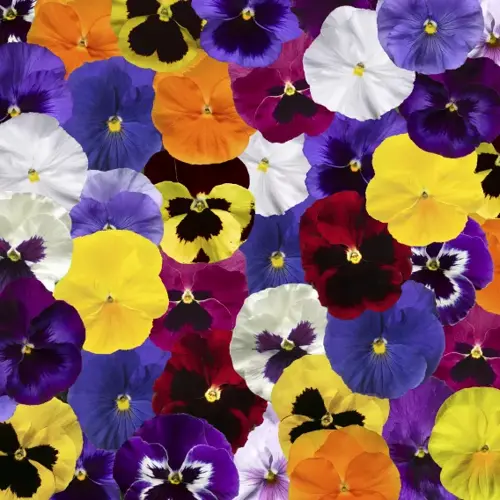 Pansy All Colours Mix 6 Pack