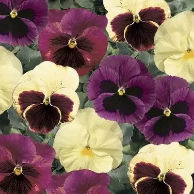 Pansy Apple Cider Mix 6 Pack