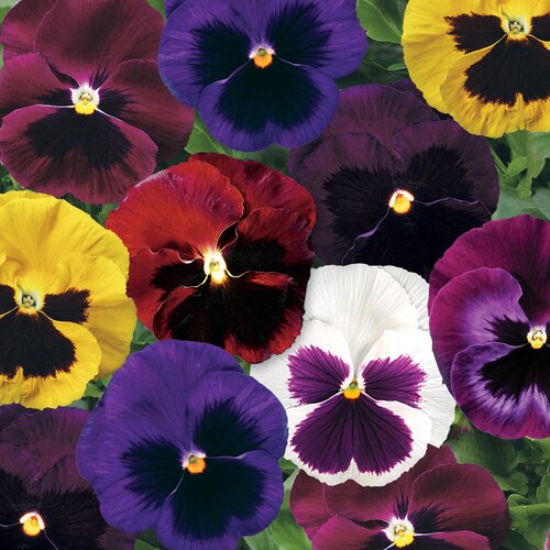 Pansy Blotched Mix Six Pack