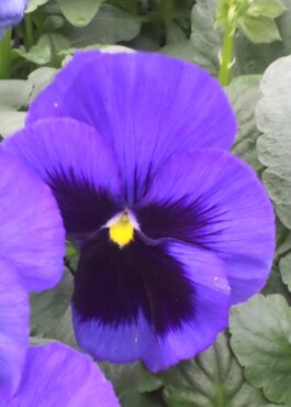 Pansy Blue Blotch Six Pack