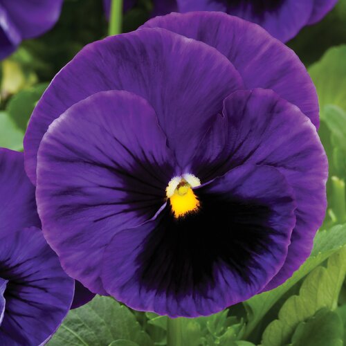 Pansy Blue with Blotch 6 Pack