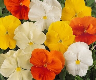 Pansy Citrus Six Pack