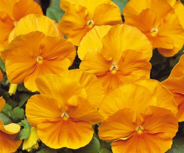 Pansy Clear Orange 6 Pack