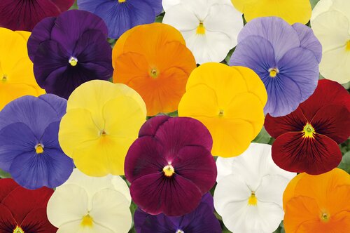 Pansy Clear Springs Six Pack