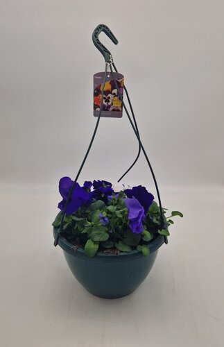 Pansy Hanging Basket 25cm