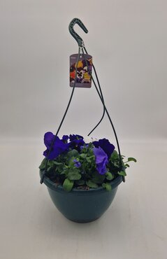 Pansy Hanging Basket 25cm