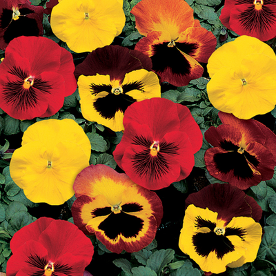 Pansy Inferno Mix 6 Pack