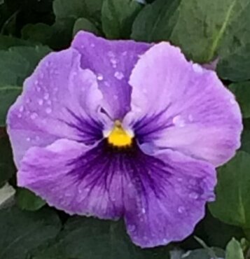Pansy Lavender Shades 6 Pack