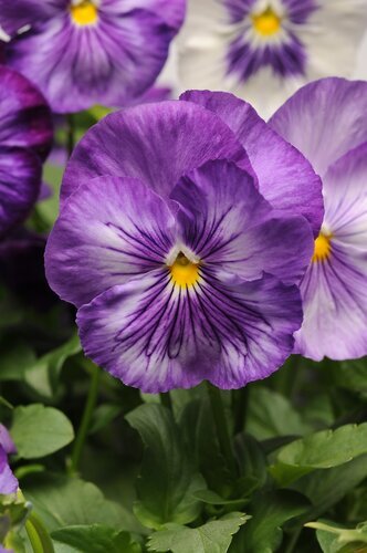 Pansy Lavender Shades Six Pack