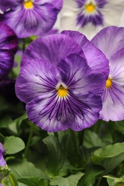 Pansy Lavender Shades Six Pack