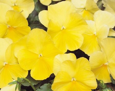 Pansy Lemon Six Pack