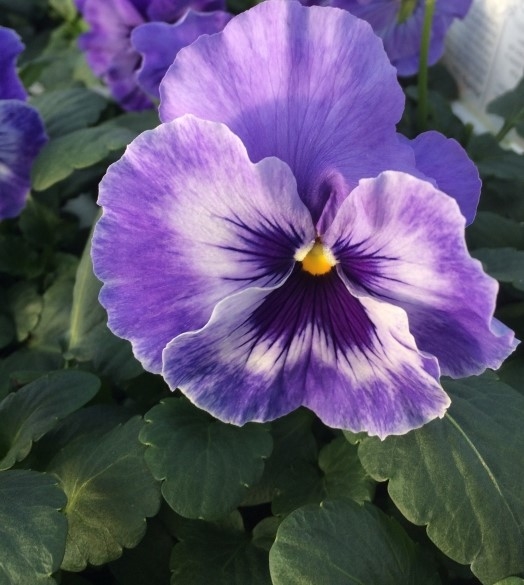 Pansy Marina Six Pack Stewarts Garden Centre