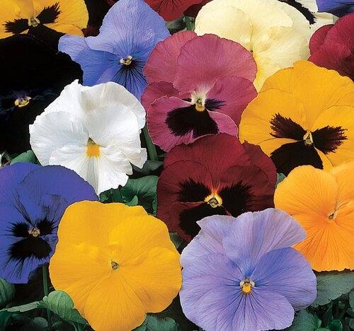 Pansy Monet Mix 6 Pack