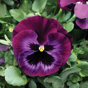 Pansy Neon Violet 6 Pack