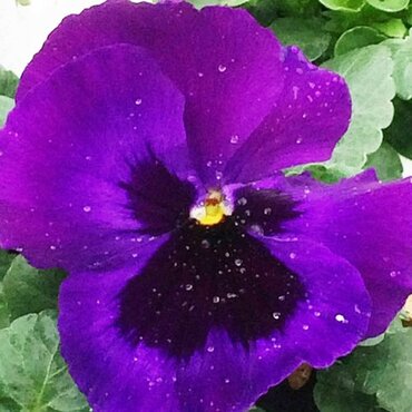 Pansy Neon Violet 6 Pack