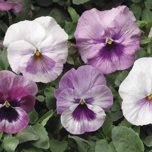 Pansy Pink Shades 6 Pack