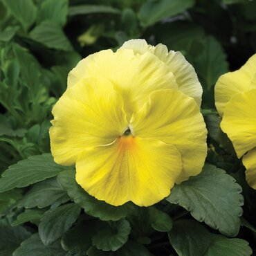 Pansy Primrose Six Pack